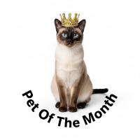 a pet of the month award